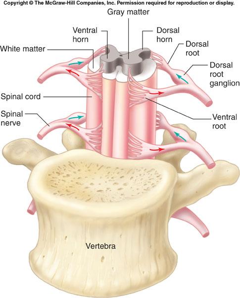 Figure 6-41 Anterior view of one vertebra