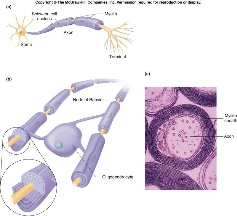 Schwann cells form myelin on peripheral neuronal axons.