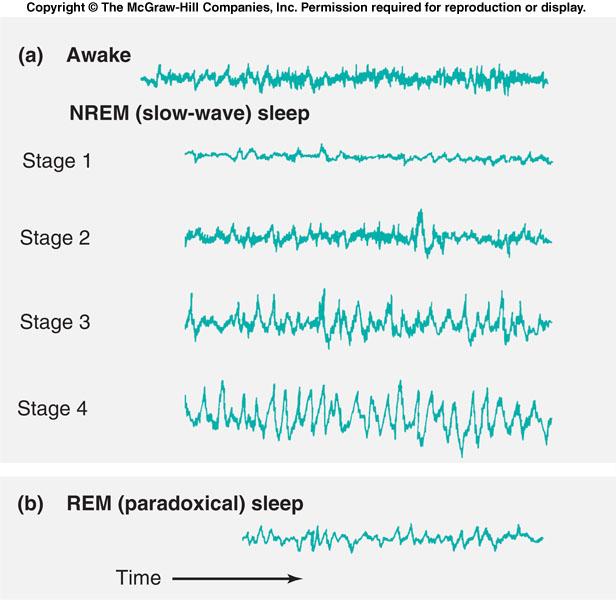 Figure 8-4 VOLTAGE (20 to 100 microvolts) EEG patterns undergo characteristic shifts in a sleeping person, reflecting the