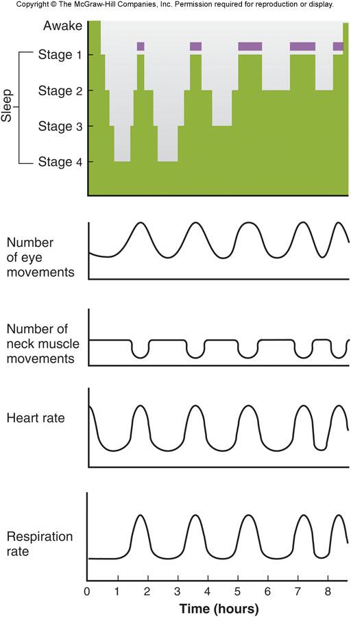 Figure 8-5 The EEG pattern was analyzed to produce this graph of a full