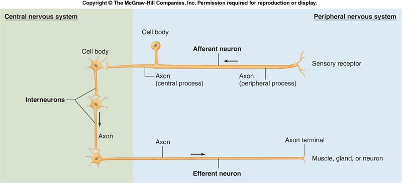 Figure 6-4 CNS PNS CNS = brain + spinal cord; all parts of interneurons are in the CNS.