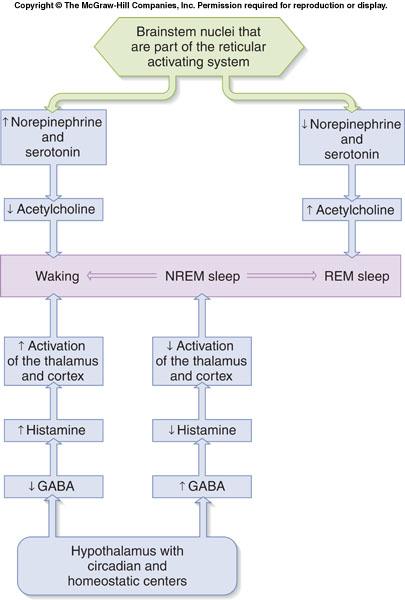 Figure 8-6 A model of some of the neurochemical changes across the