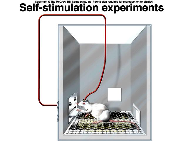 Figure 8-10 stimulator Animal models, such as this rat performing lever-presses to receive rewarding neural stimulation through