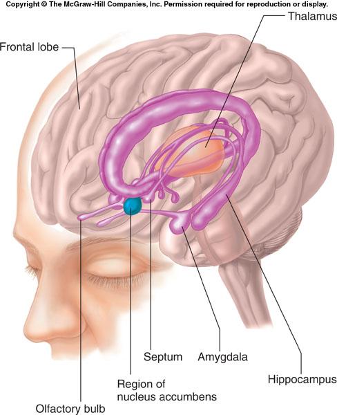 Figure 8-11 Changes in activity of the limbic system underlie some of the primary needs of the organism,