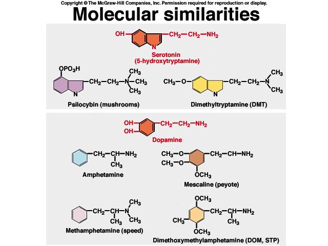 Figure 8-13 Psychoactive drugs that affect serotoninreceptors share structural similarities with