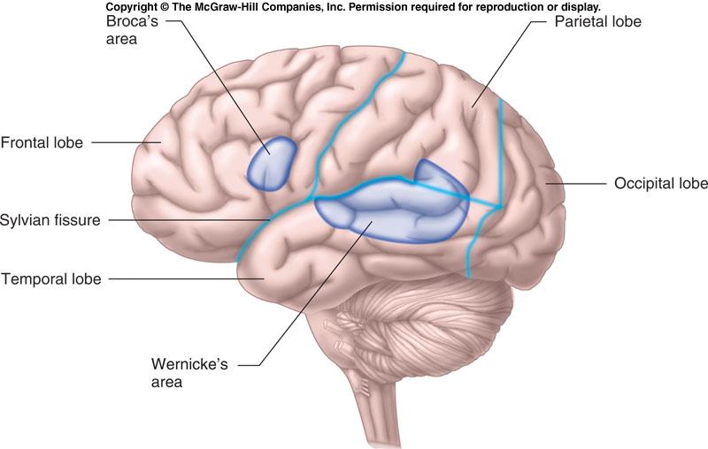 Figure 8-17 The primary loci underlying the comprehension of speech are in Wernicke s