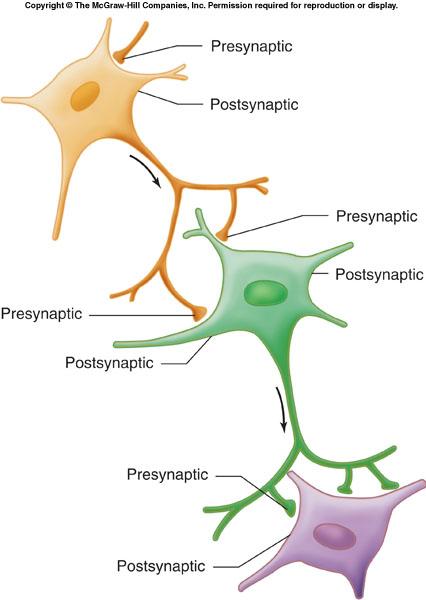 COMMUNICATION: A single neuron postsynaptic to one