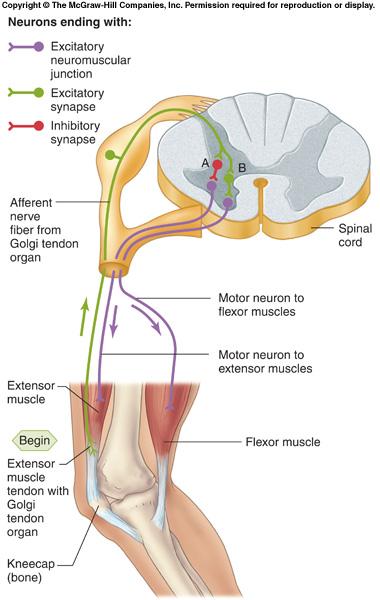 Contraction of the extensor muscle on the thigh tenses the Golgi tendon organ and activates it to fire action potentials.