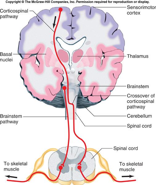 Efferent motor commands from the cerebral cortex are contralateral or crossed, meaning that the left cortex controls the