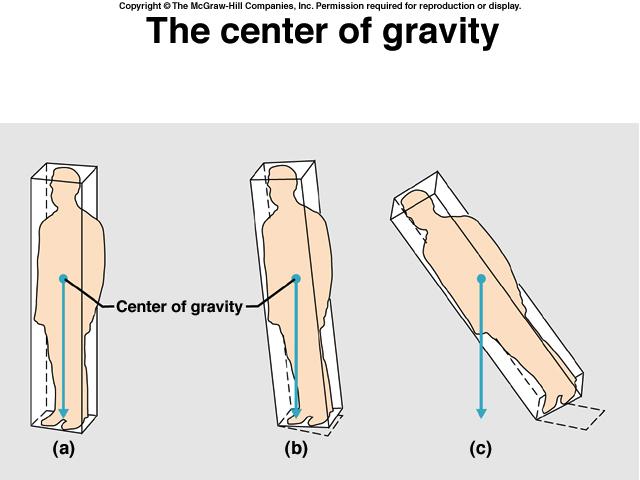 Motor activity must be informed about the body s center of gravity in order to make adjustments