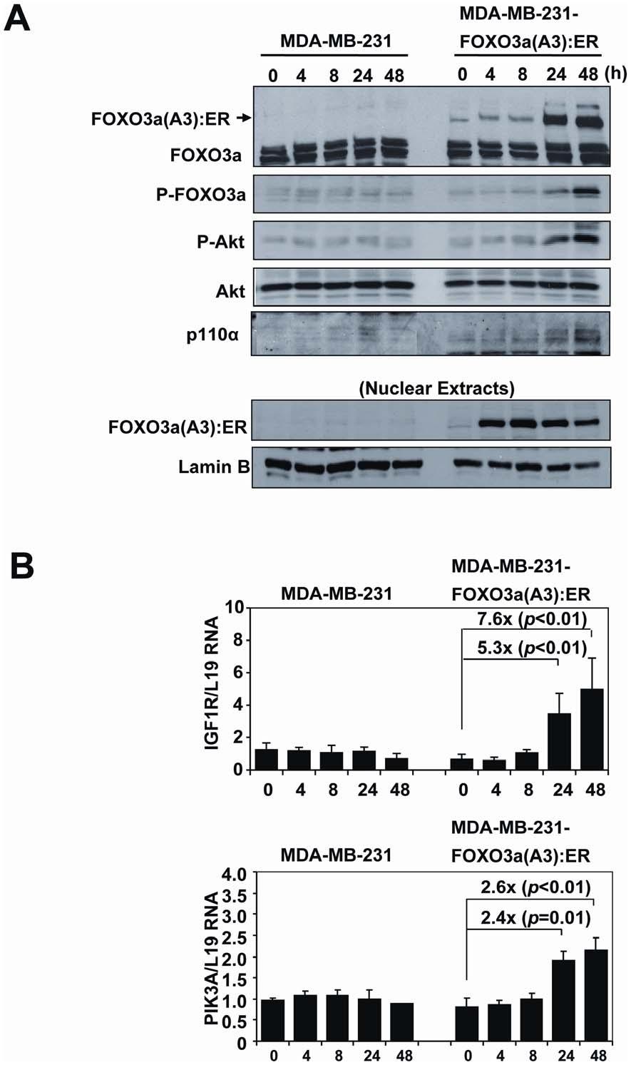 Figure 10. FOXO3a induces Akt phosphorylation, PIK3CA and IGFR1 gene expression in the drug resistant MDA-MB-231 breast carcinoma cells.