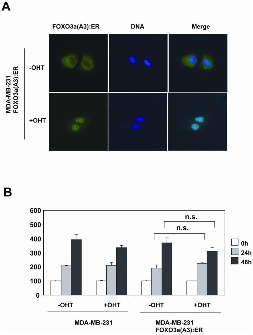 Figure 11. FOXO3a induction does not result in proliferative arrest in the drug resistant MDA-MB-231 breast carcinoma cells.