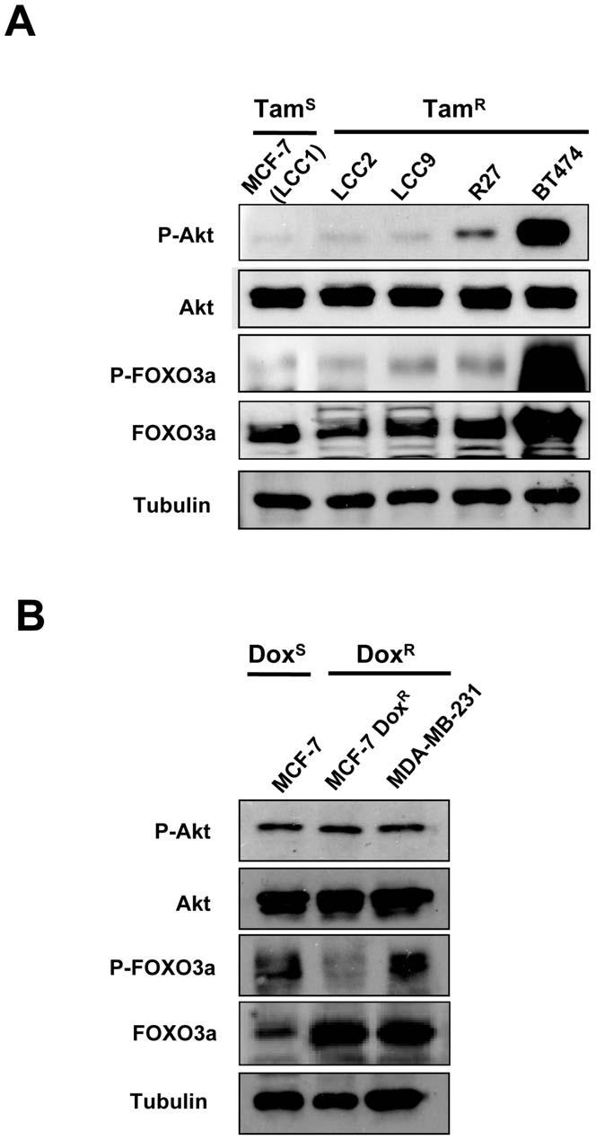 relocation of FOXO3a in the drug sensitive breast cancer cells, and confirmed our previous data that FOXO3a expression is predominantly nuclear in the resistant cells.