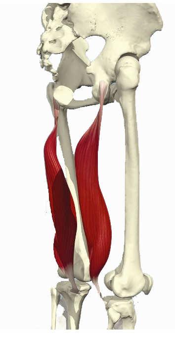Q27 Which muscle helps to maintain a neutral spine position? (1 mark) a. Vastus medialis b. Tibialis anterior c. Quadratus lumborum d.