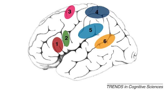 4 ARTICLE IN PRESS Box 3. Is the inferior frontal gyrus necessary for imitation?