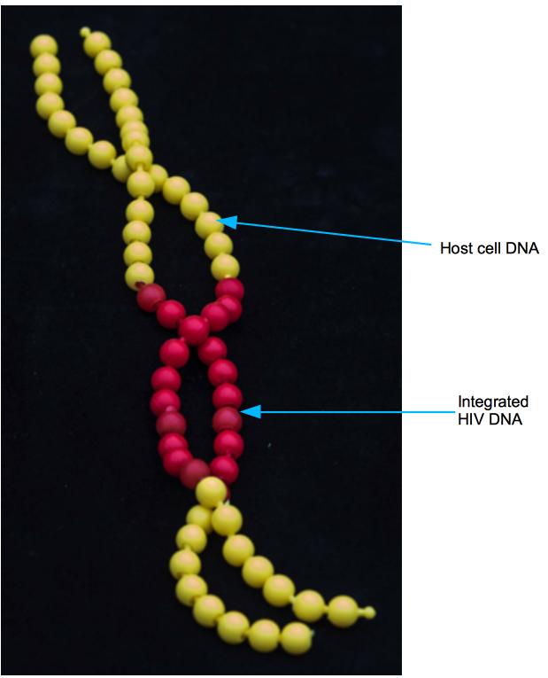 model showing how the viral genome is integrated into the host genome. Draw a diagram of your popbead construction below. (Make sure to label your diagram.) 10.