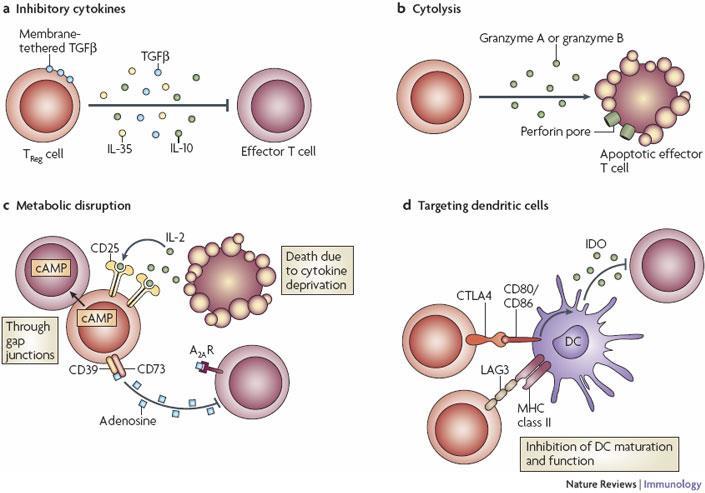 How Regulatory T cells work How regulatory T cells work.