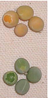 From Gene to Phenotype: Yellow vs Green peas Cross-Species Identification of Mendel's I Locus: The Stay-Green Gene Science 5 January 2007: Chlorophyll breakdown during senescence is an integral part