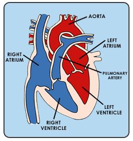 Activity Name: Jump Start Your Heart Target Objective: Endurance and healthy heart (Science) Grades: 3-5 Equipment: 6 pieces of paper labeled with parts of the heart Location: Inside or outside Label