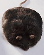 The ob/ob mouse : a genetic animal model for metabolic disorders Wild type