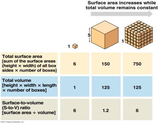 Importance of Cell Size As a cell grows, its volume increases faster than its surface area. This makes the surface area-to-volume (SA/V) ratio DECREASE.