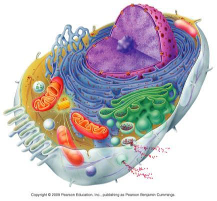 Organelles Cytoplasmic structures that separate metabolic reactions that occur within eukaryotic cells Chemical reactions are isolated and without interference or competition Many provide large