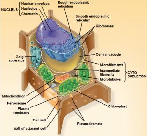 K.A. plasma membrane Separates internal metabolic events from the external environment Controls movement of materials into and out of the cell Consists of a phospholipid bilayer, or a double