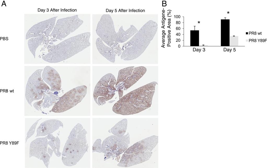 2370 Hrincius et al Figure 6. Total virus distribution is attenuated in PR8 Y89F virus infected mouse lungs.