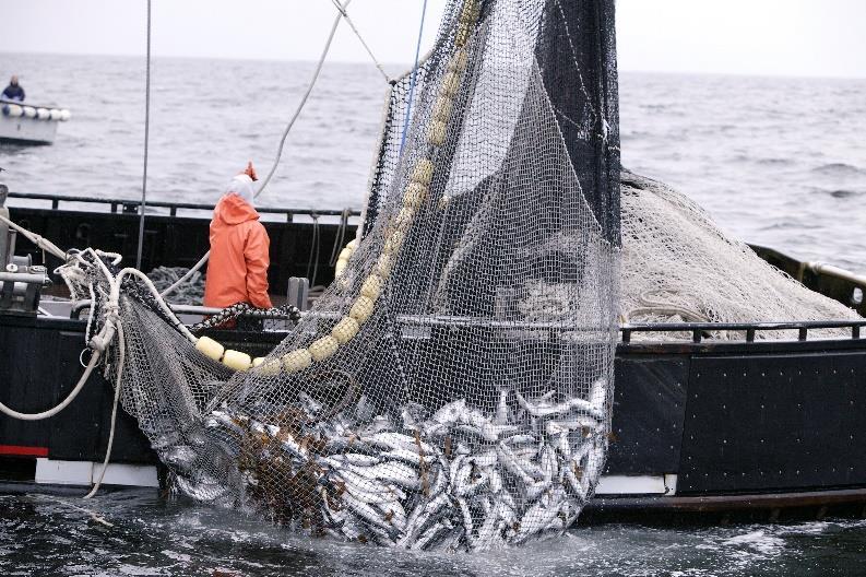 the remaining 80% are fully exploited or in decline Although seafood only comprises