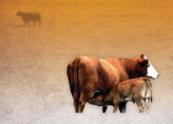 Manage cattle health with options designed to fit your needs Keeping cattle healthy throughout their lives is critically importan Elanco is dedicated to expanding its vaccine portfolio to ensure th