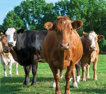 Calves are especially vulnerable because they face many stressors in the first few hours of life and their young immune systems have not yet fully developed.