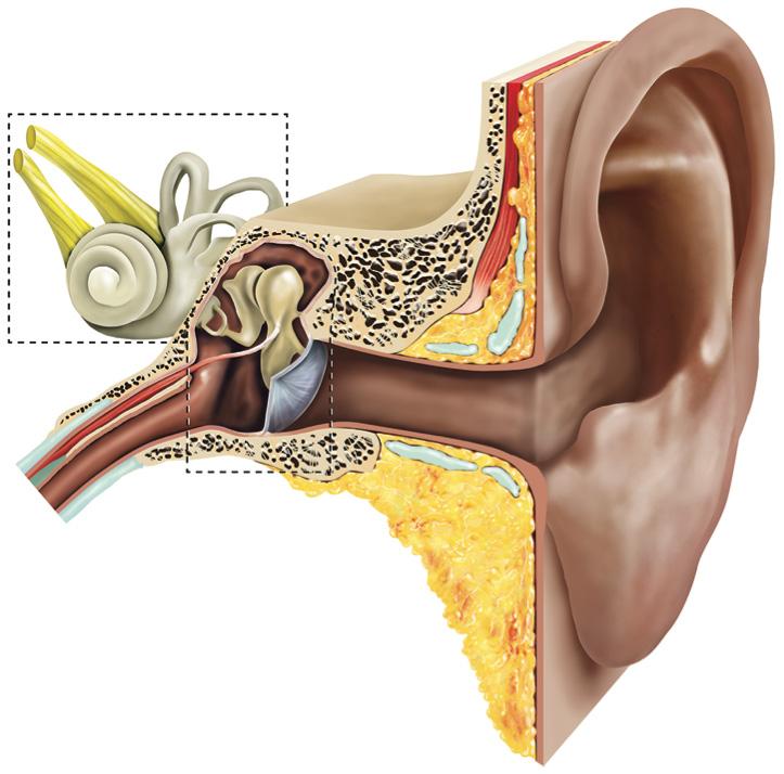 What is the stapes bone? The stapes bone is the innermost of the three hearing bones in your middle ear.