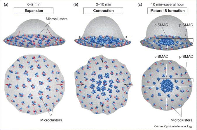 Formation of microclusters