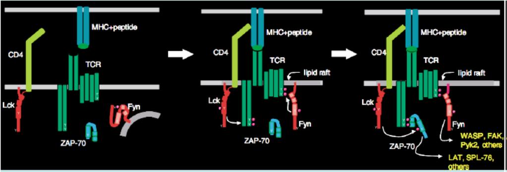 Activation of Lck and ZAP70 Lck transphosphorylates itself phosphorylates ITAM