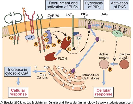 Signals via membrane inositol phospholipid metabolism TPA = DAG analogon ionomycin = Ca