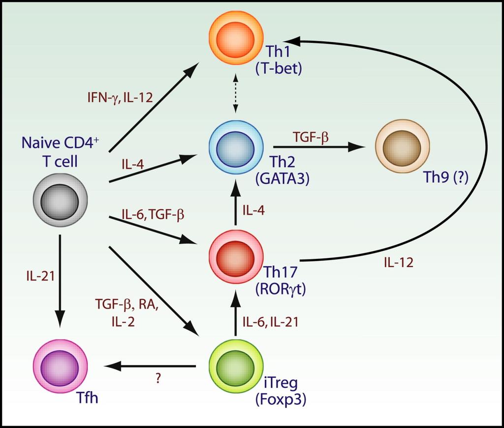 Signal 3: Cytokine Milieu Determining CD4 + T Cell Differentiation and Conversion