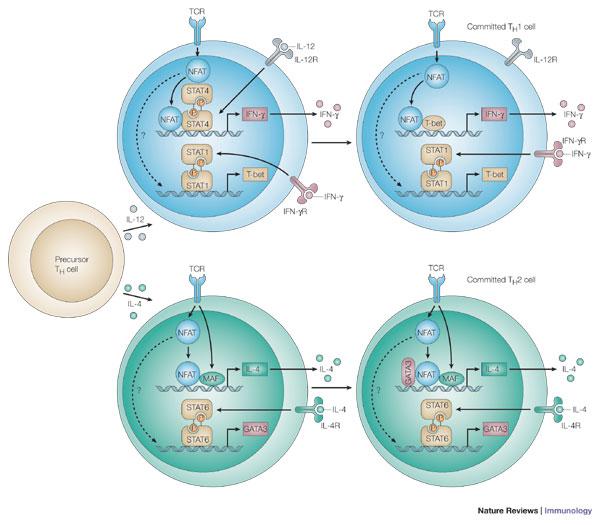 NFAT and T-helper-cell differentiation Macian F. (2005) Nat Rev Immunol.