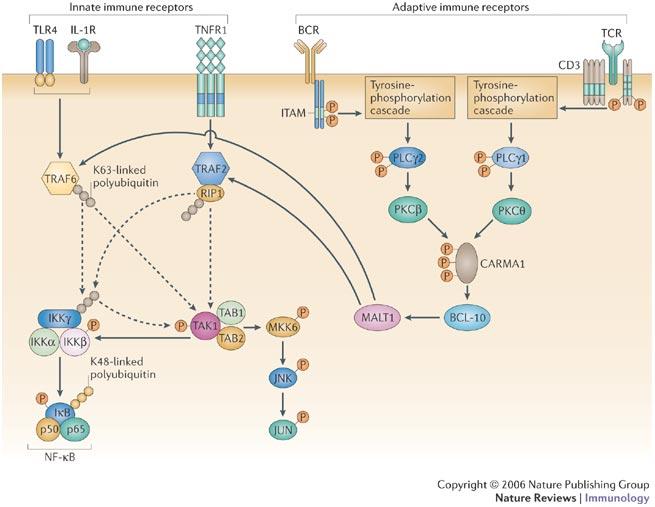 Innate and adaptive immune receptors integrate signalling pathways innate