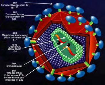 Genomic structure of HIV is quite simple U3 RU5 gag Long-terminal repeat pol vif vpr tat rev vpu env Env Surface