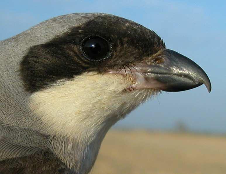 Grey Shrike. Pattern of wing, head and breast.