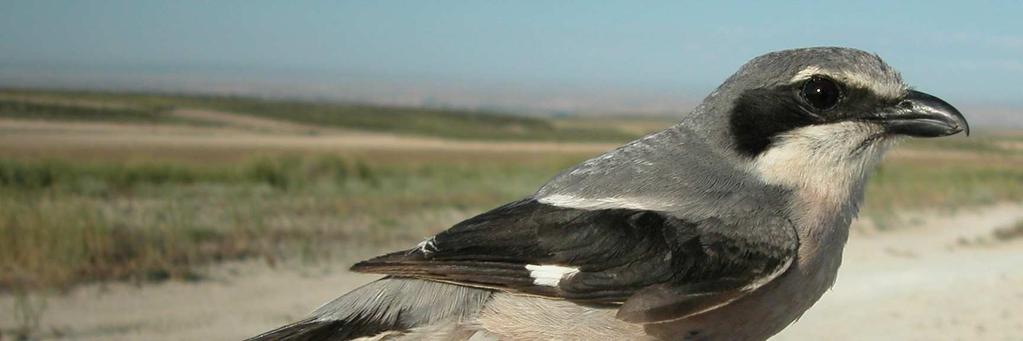 Grey Shrike. Spring. Adult. Male (22-V).