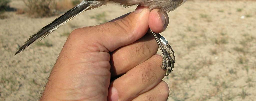 Grey Shrike. Spring. 2nd year. Male (04- VI). Grey Shrike.