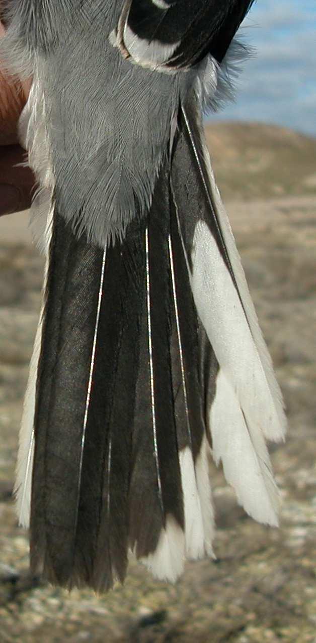 Female: pattern of wing