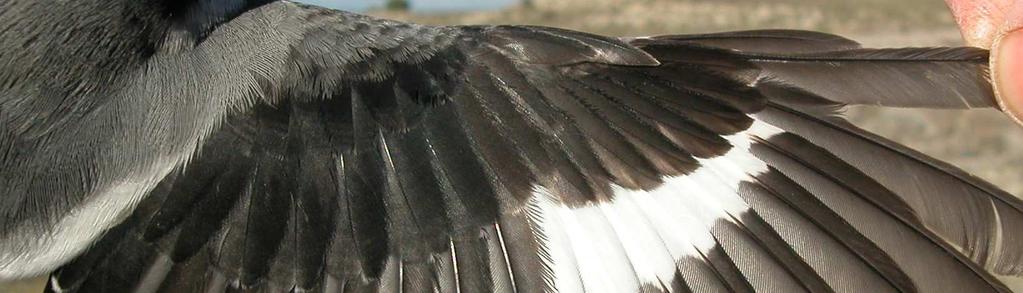 Female: pattern of wing (04-XII).