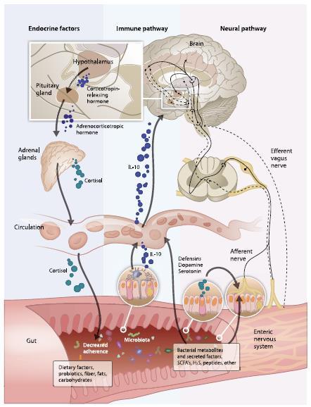 Microbiome gut brain -Bi-directional -Early life development essential for balanced function -Endocrine, immune, neural and