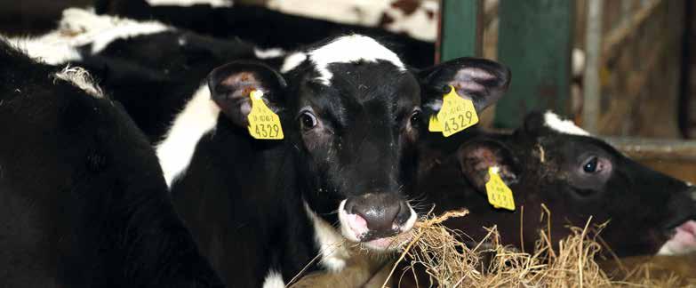Section 4 12 Development of the Calf Digestive System Introduction A primary objective of calf-rearing systems is to get the calf off of milk and on to solid feed as early as possible.