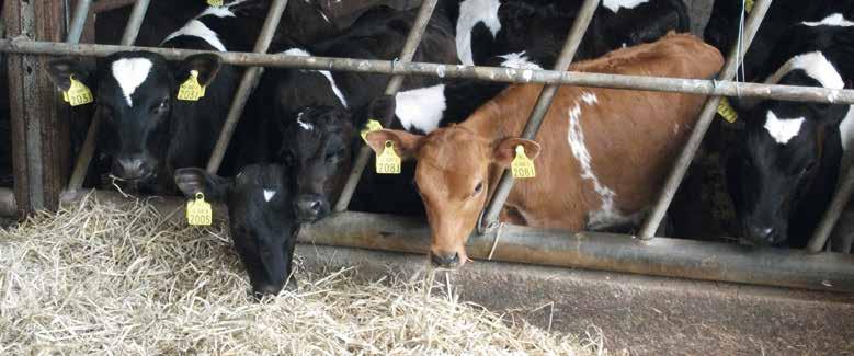 Section 4 14 The importance of Water and Fibre Introduction Water is often the most overlooked aspect of calf-rearing.
