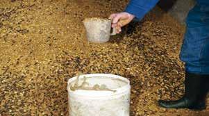 13 Concentrate Feeding and Feed Additives 4 5 When should you start feeding concentrates to calves? Calves should have access to clean, palatable starter concentrates from three days of age.