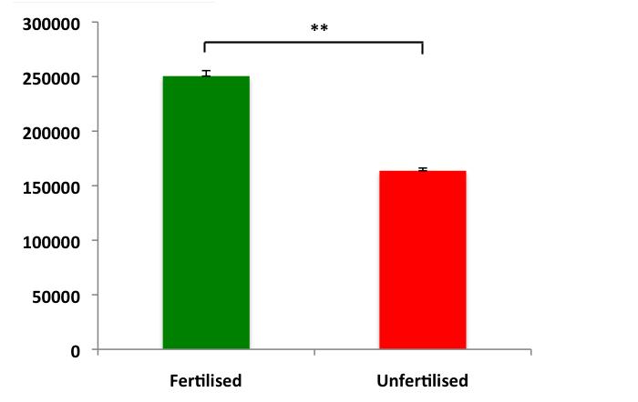 Higher mtdna copy number in fertilised
