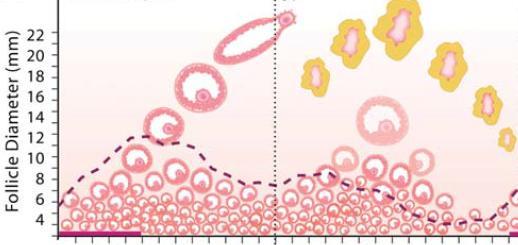 Follicle waves in a menstrual cycle Day of cycle 2